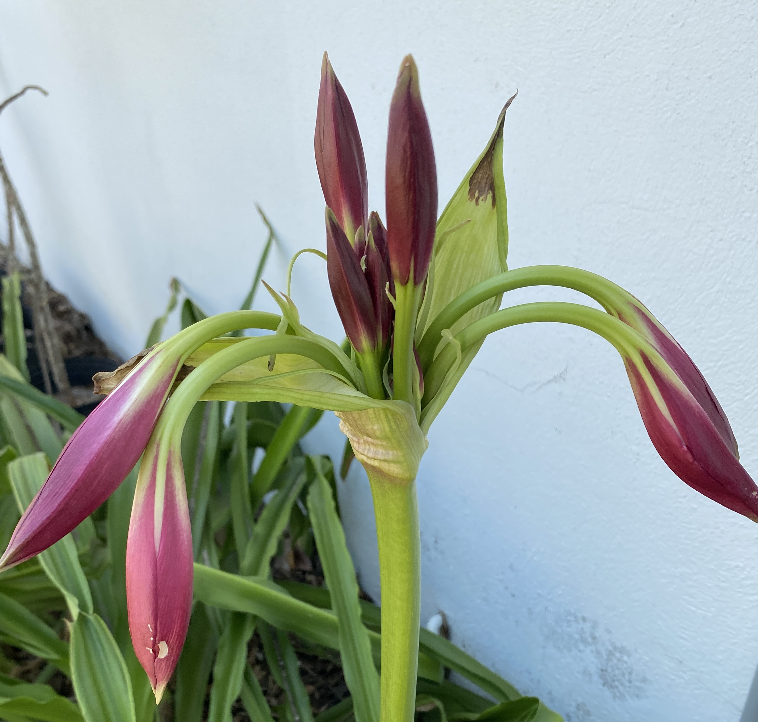 Crinum Flower