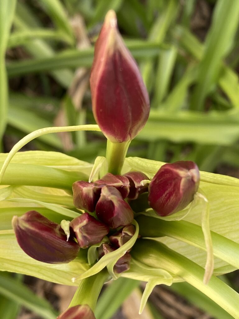 Crinum Flower