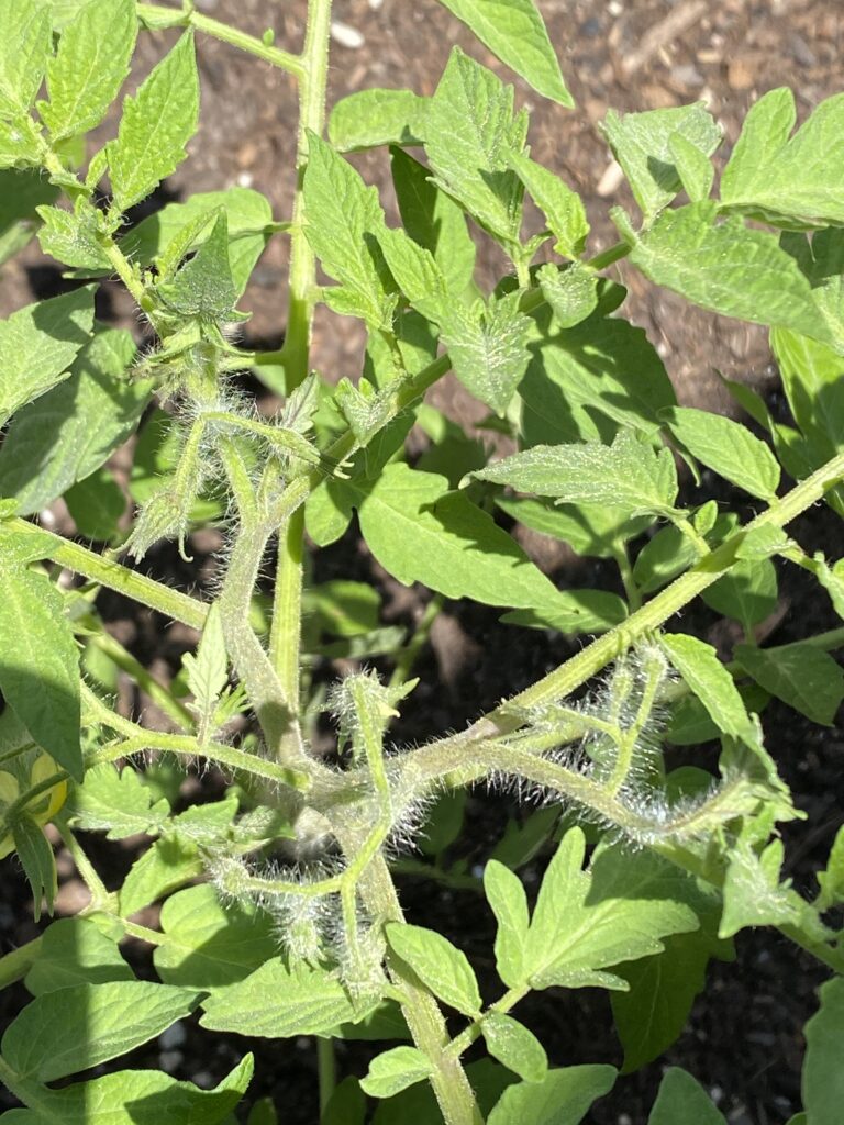 Red Beefsteak tomato blooms