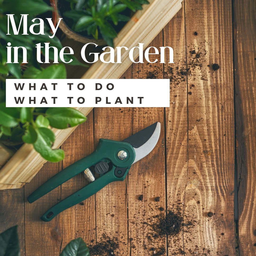 What to Do in the May Garden in 10A Florida