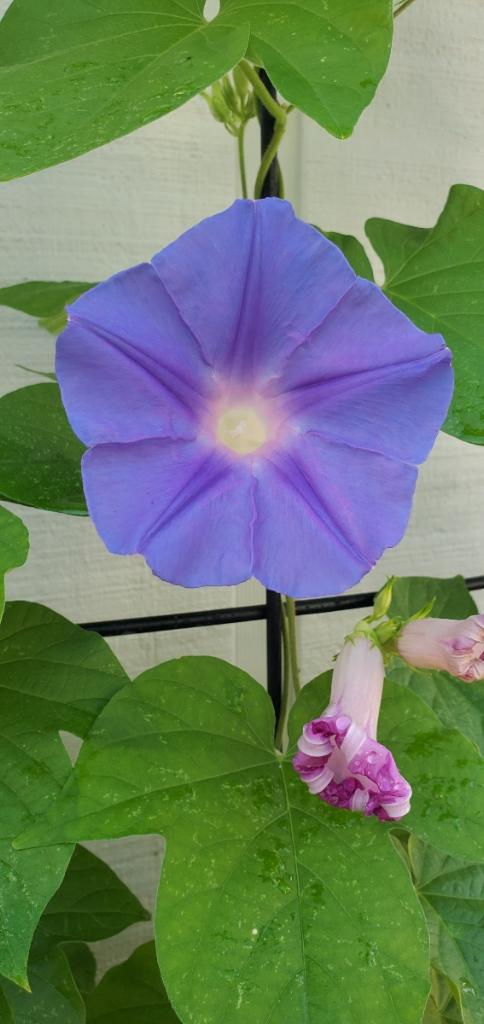 Morning Glory Flower