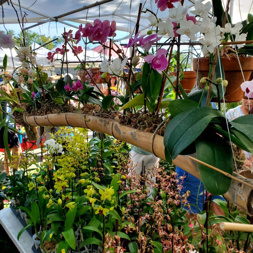 orchids planted in hanging bamboo