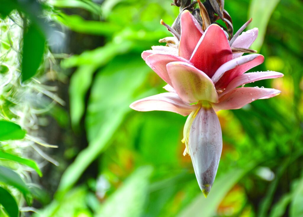 a banana flower