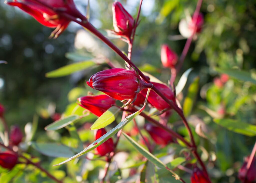 picture of roselle plant