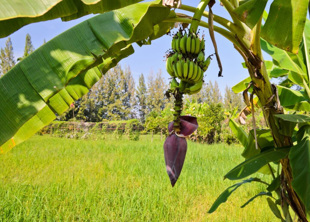 banana tree showing fruit and flower