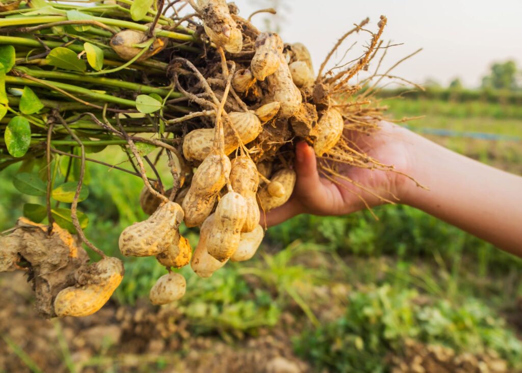 peanut plants showing yummy peanuts