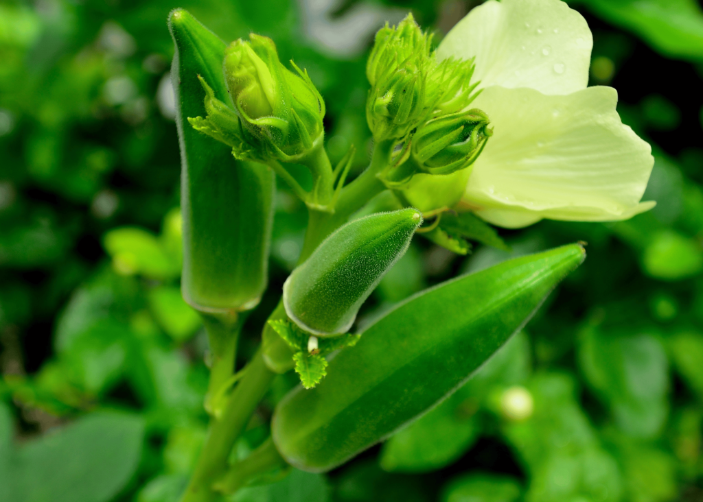 picture of okra plant with flower and several small okra