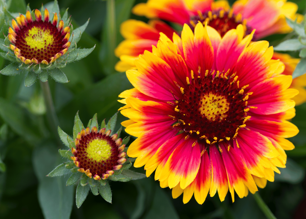 blanket flower