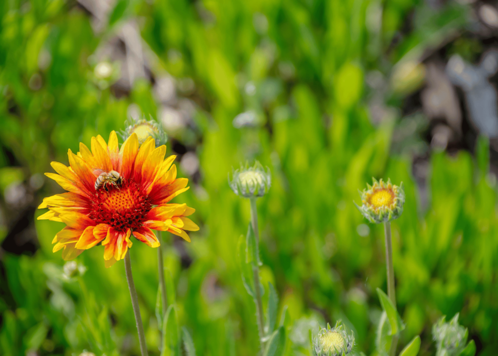 blanket flower with a visiting bee