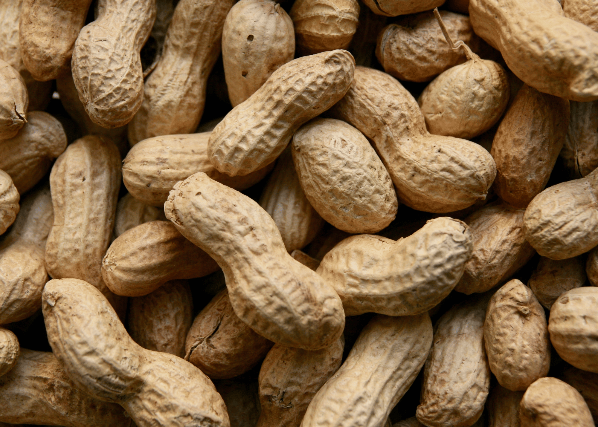 picture of peanuts in their shells