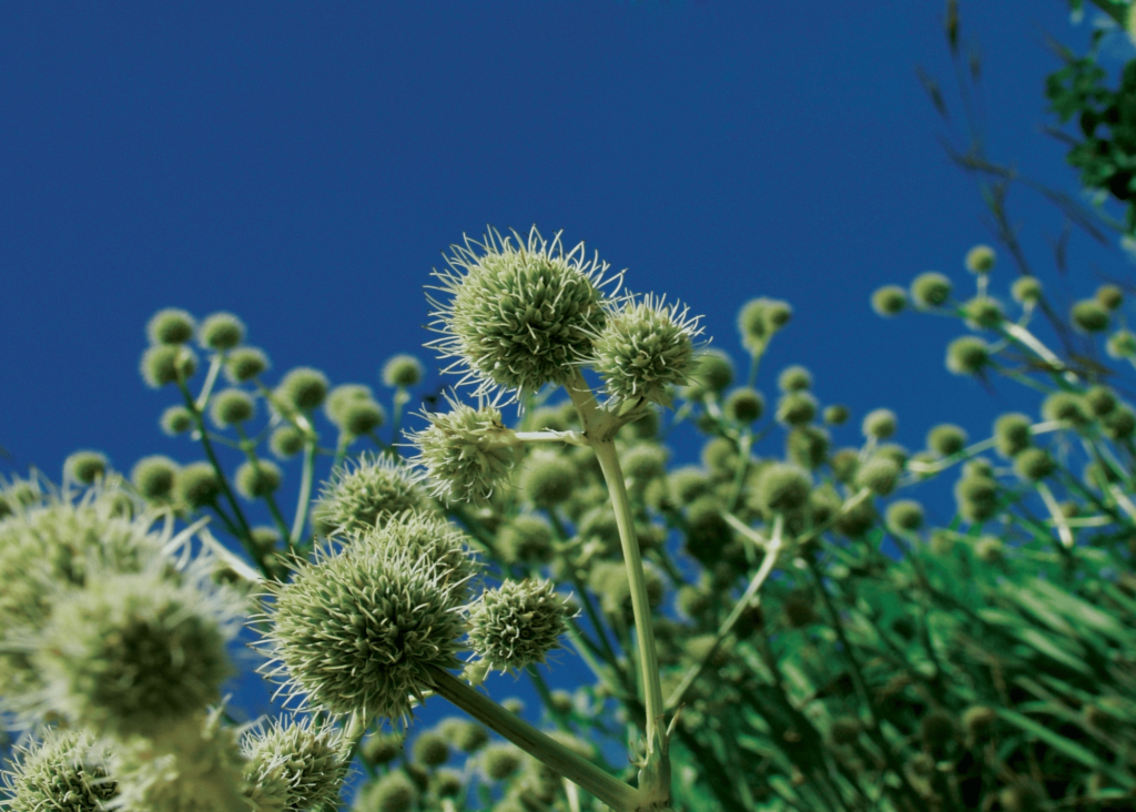 blanketflower getting ready to go to seed