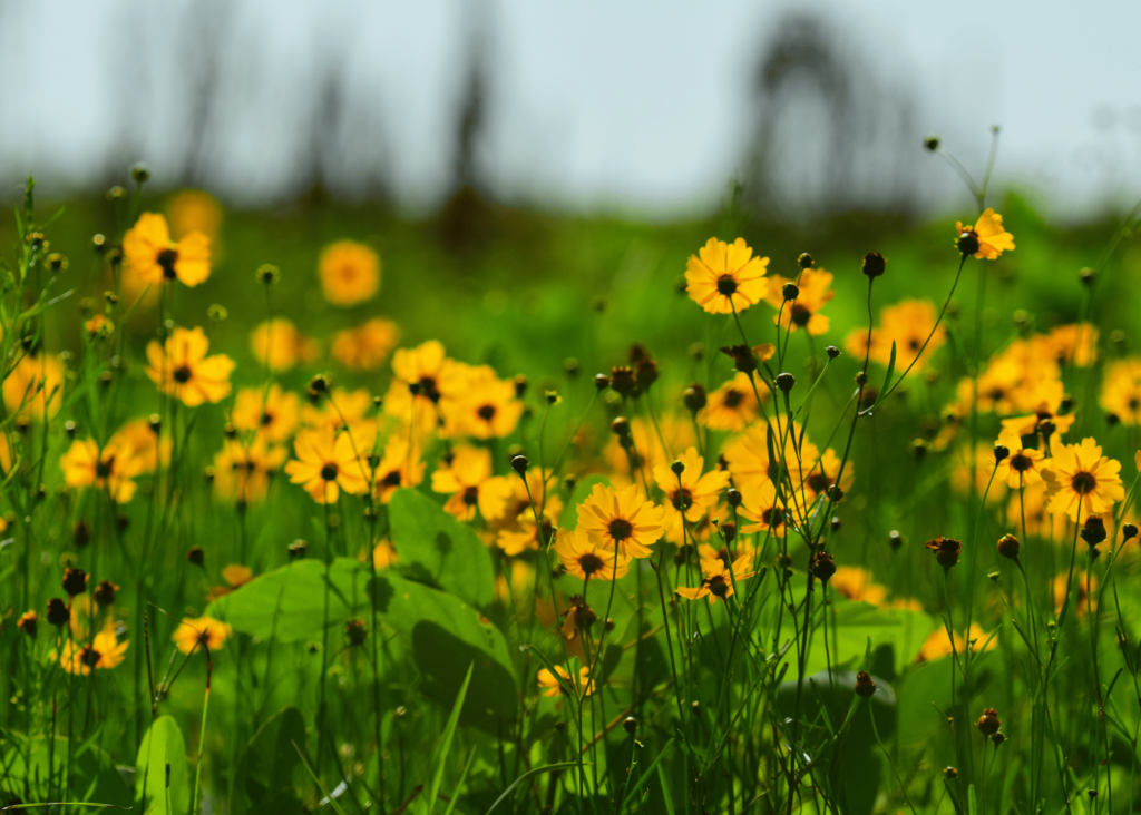 coreopsis aka florida tickseed