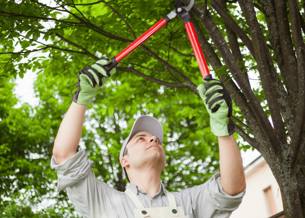 arborist trimming tree before hurricanes come