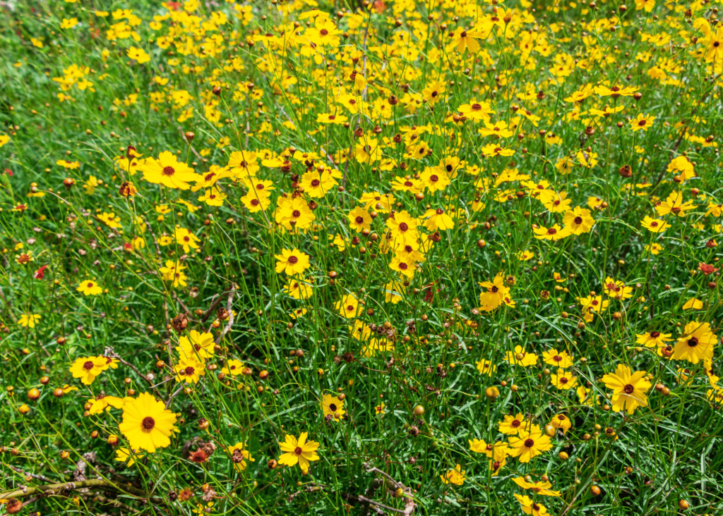 coreopsis aka florida ticket