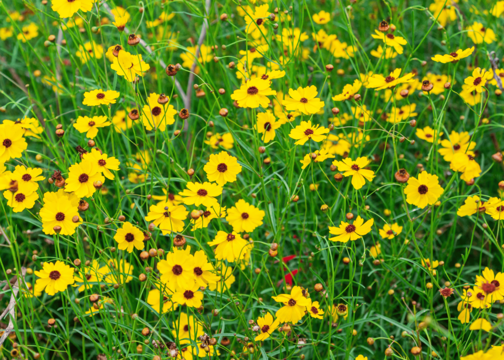 coreopsis aka florida tickseed