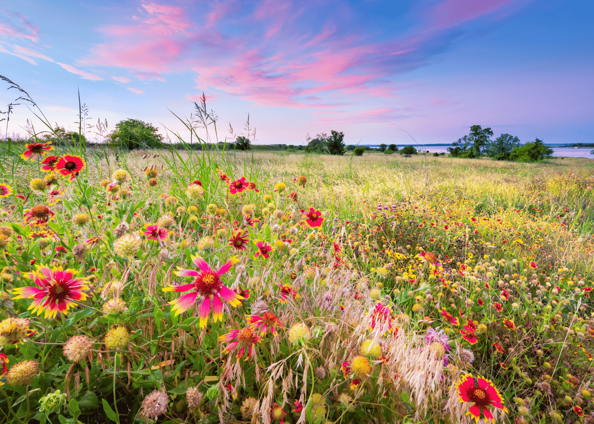 wildflowers in meadow