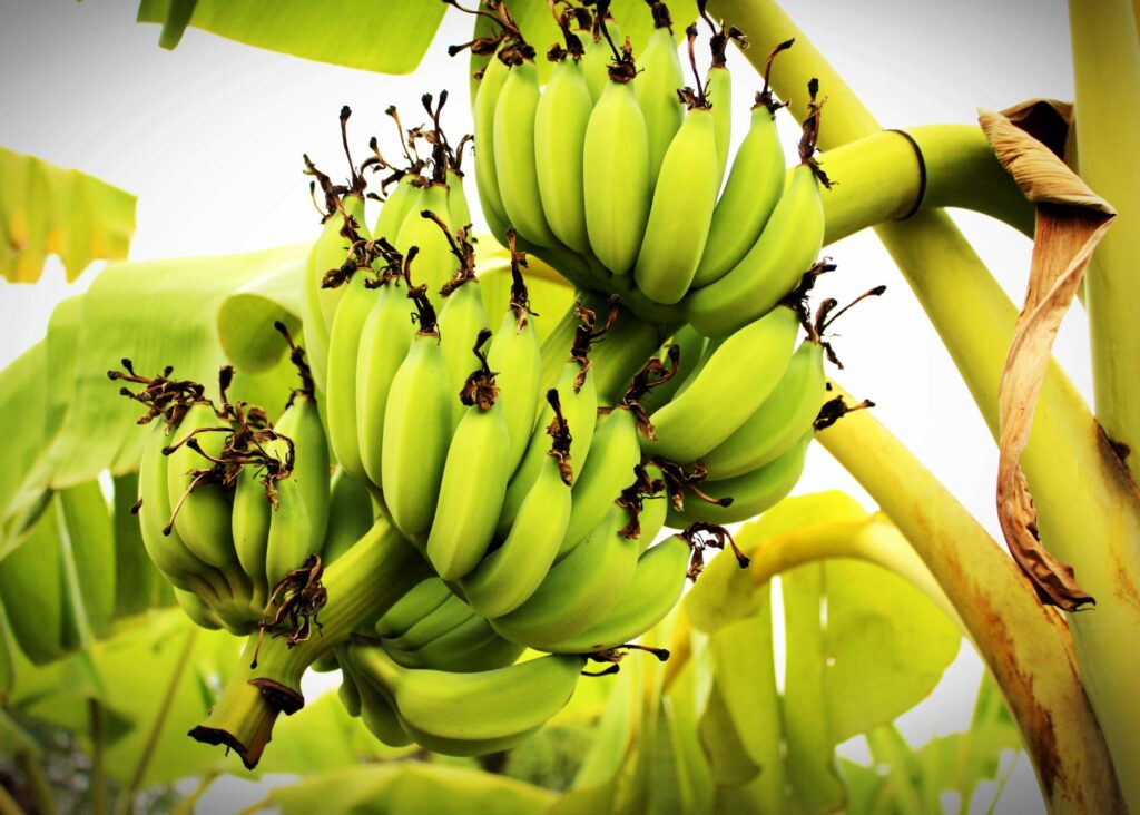 bananas ready to e harvested