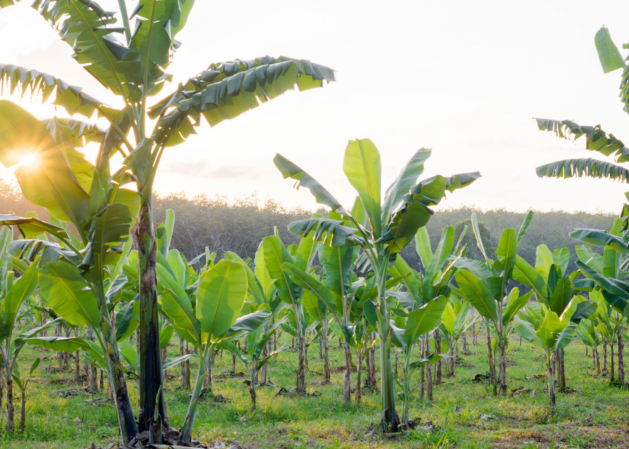 banana plants