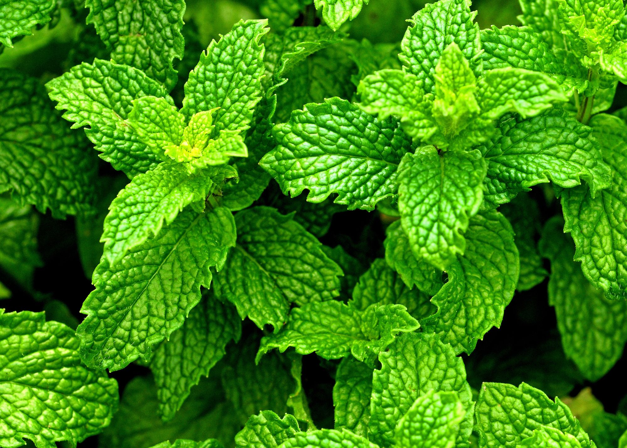 beautiful healthy green leaves of peppermint