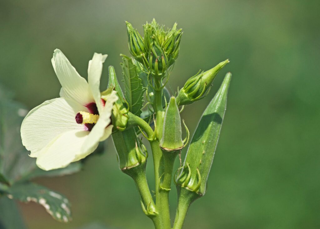 okra plant showing flower and vegetable