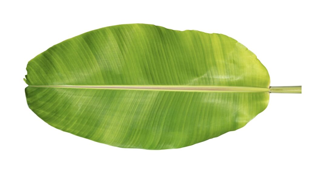 a banana leaf 