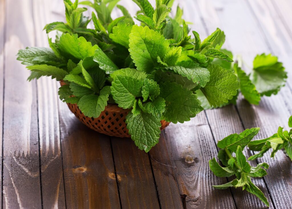 a small pot of peppermint