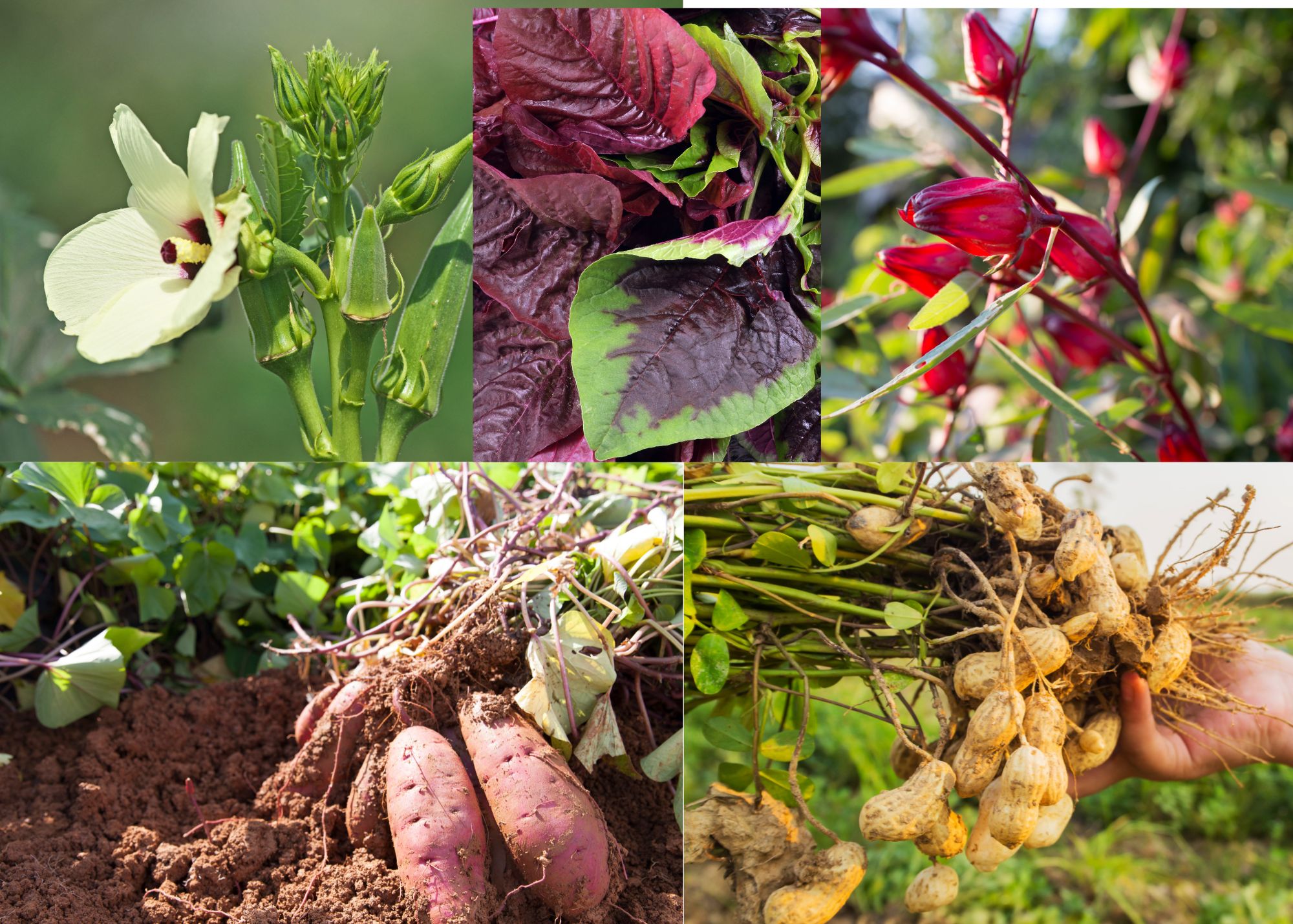 okra, amaranth, roselle, sweet potatoes, and peanuts.