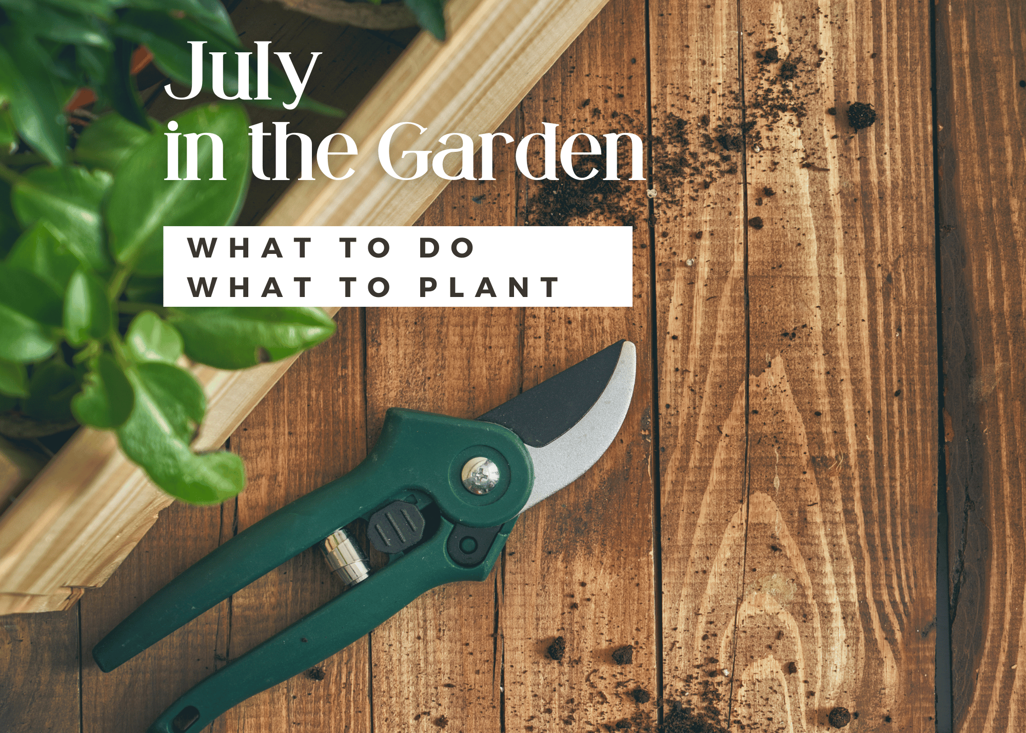 picture of pruners with garden plant - with words July in the Garden - What to Do - What to plant