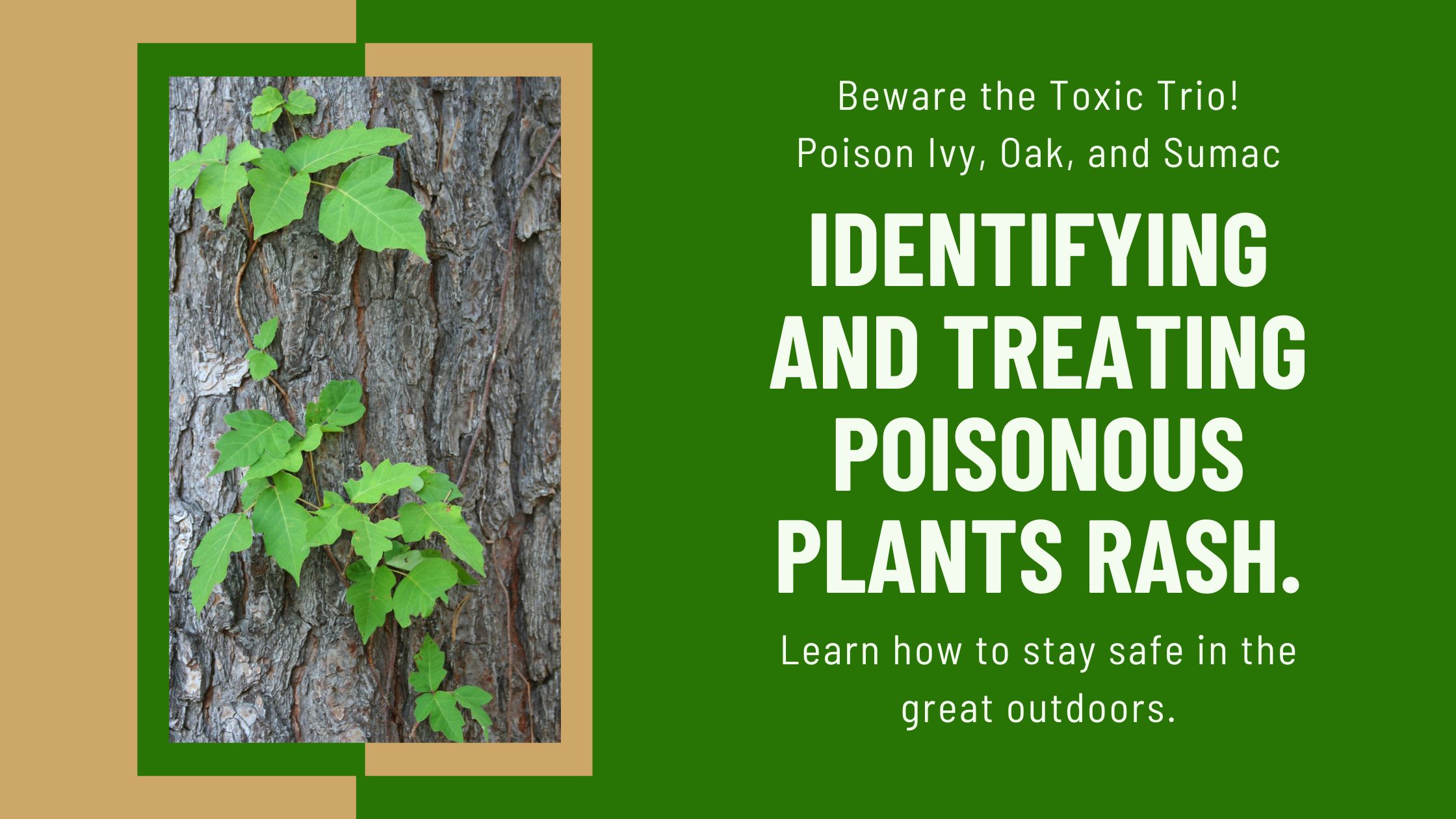 poison ivy, poison oak, and poison sumac