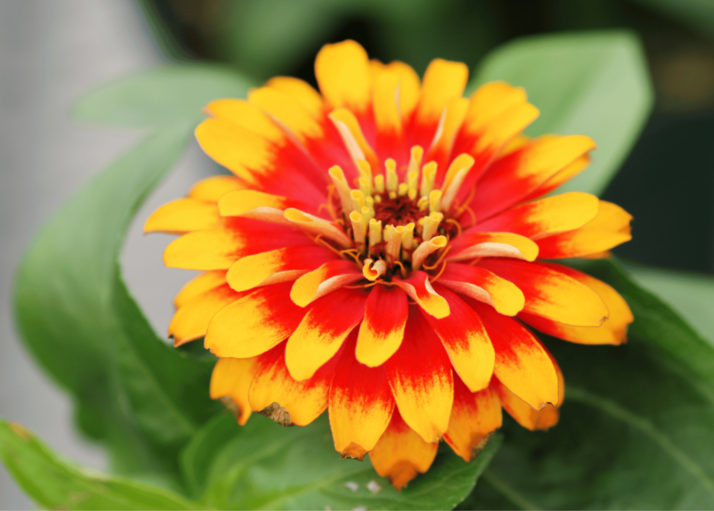 yellow and orange zinnia flower