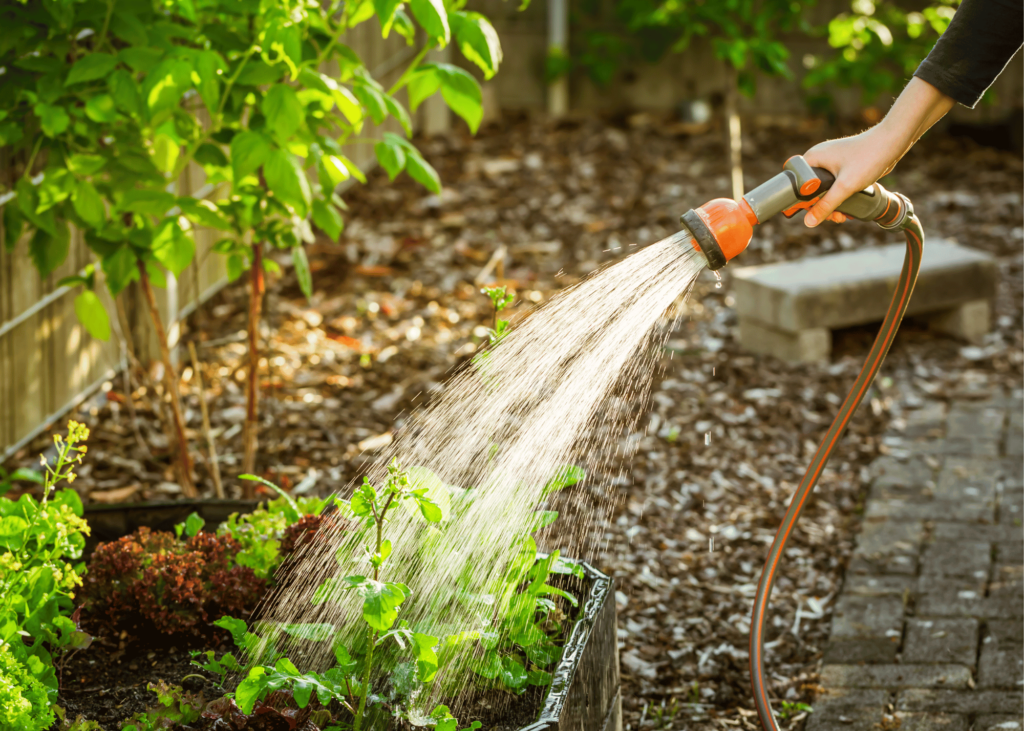 watering plants