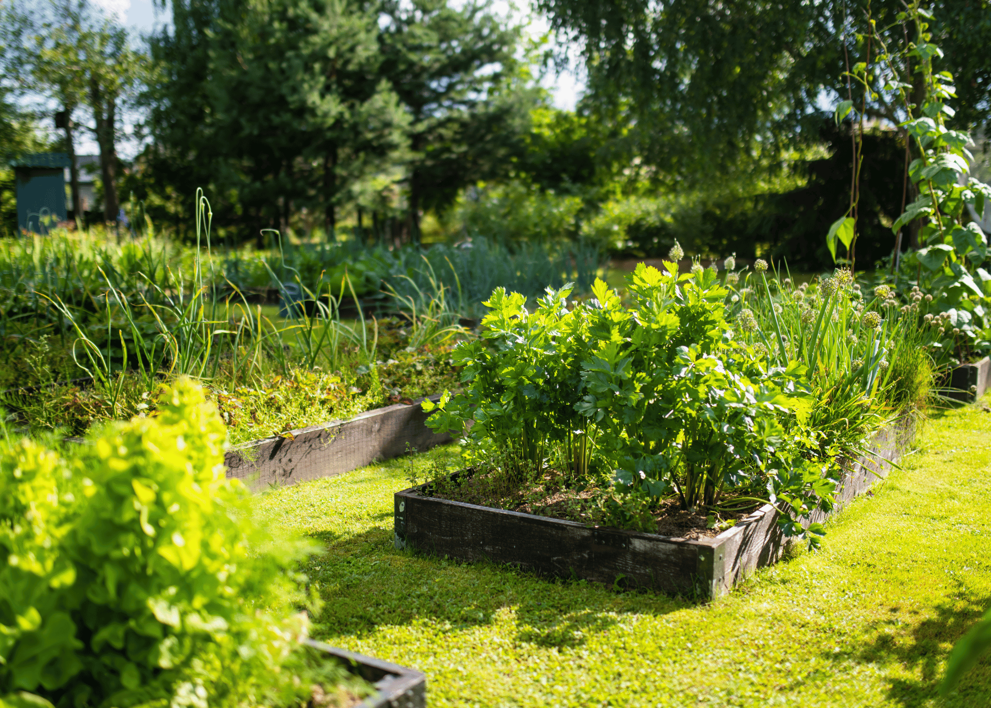 backyard garden