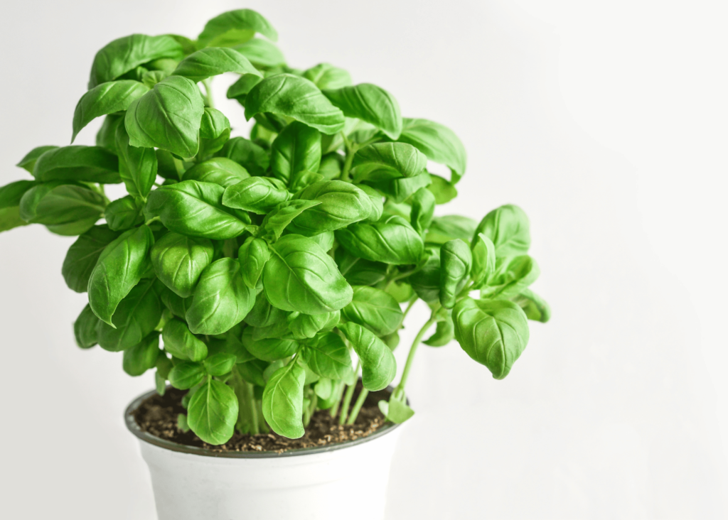 basil plant 