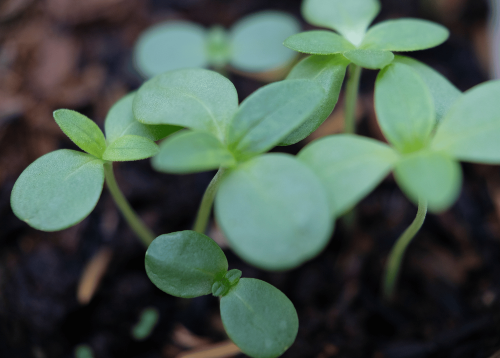 zinnia seedlings