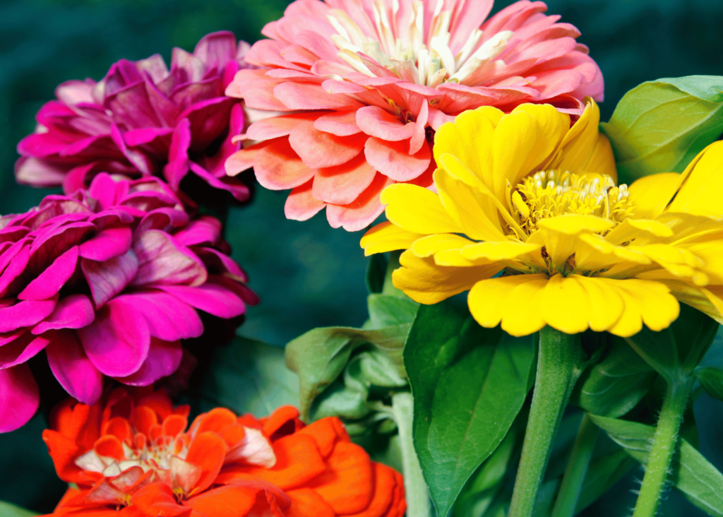 purple, salmon, red, and yellow zinnias