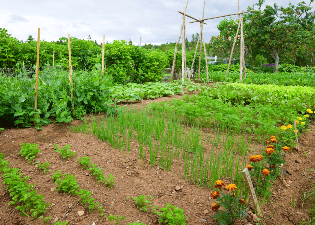 vegetable garden