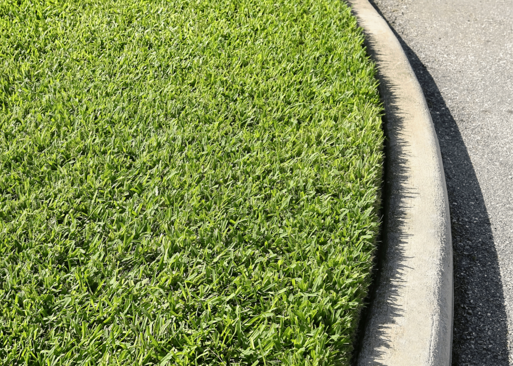 healthy St. Augustine grass