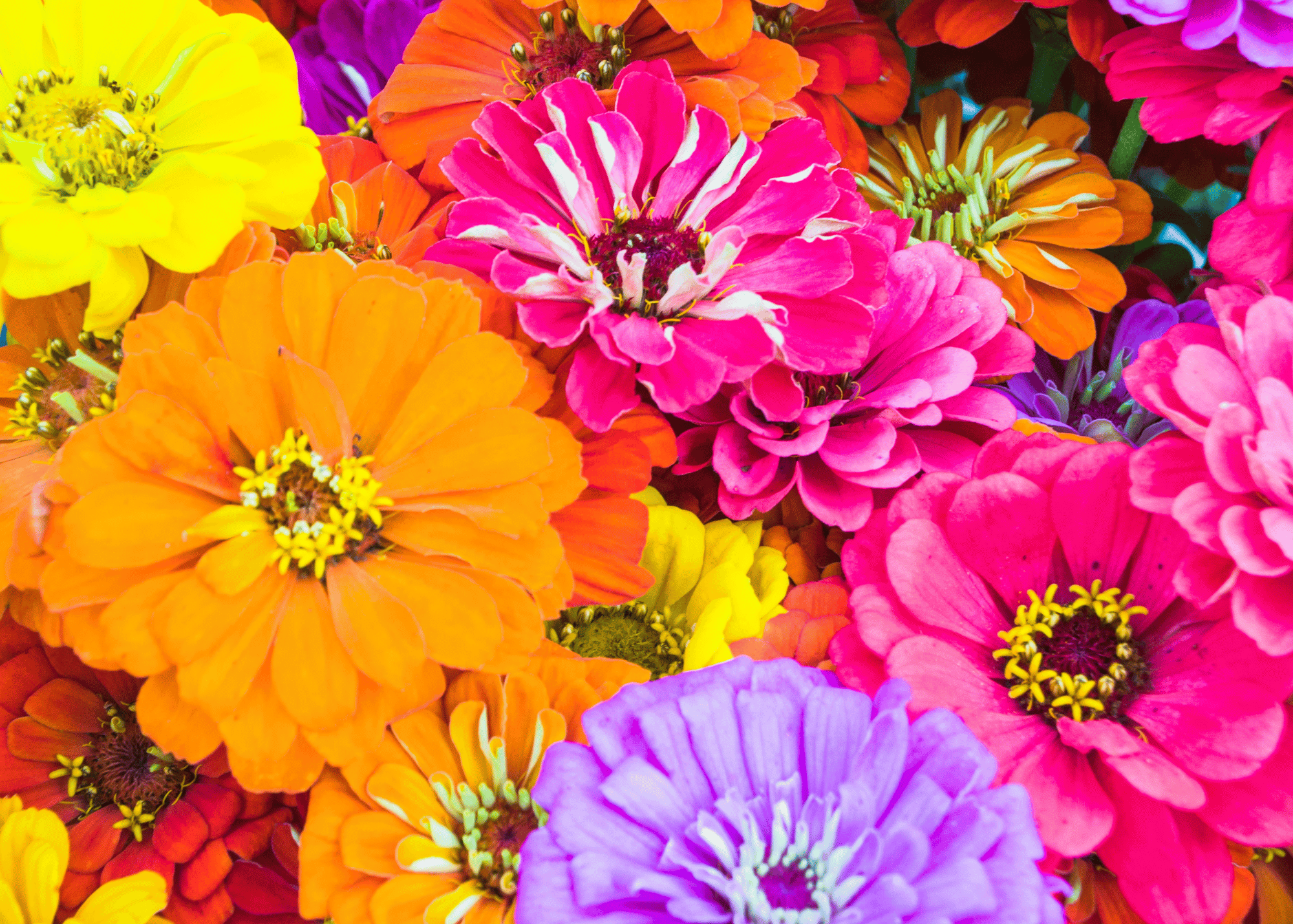 zinnias in yellow, orange, salmon, and purple flowers