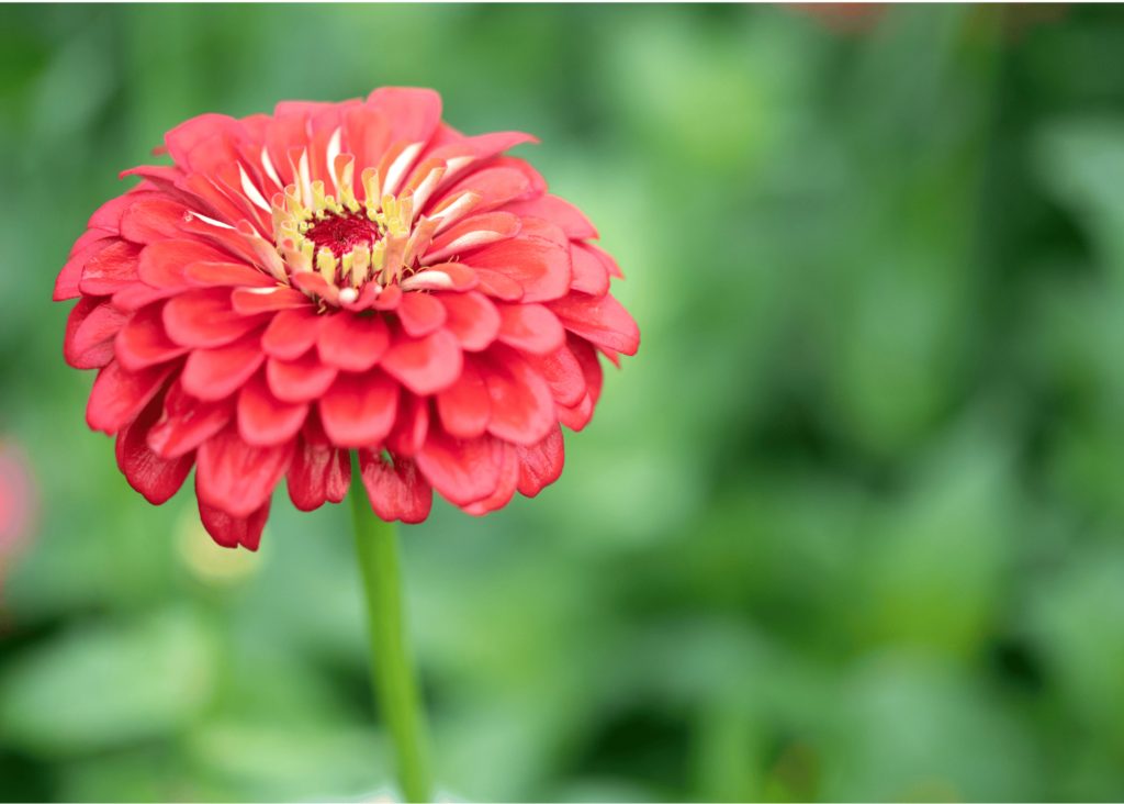 salmon colored zinnia