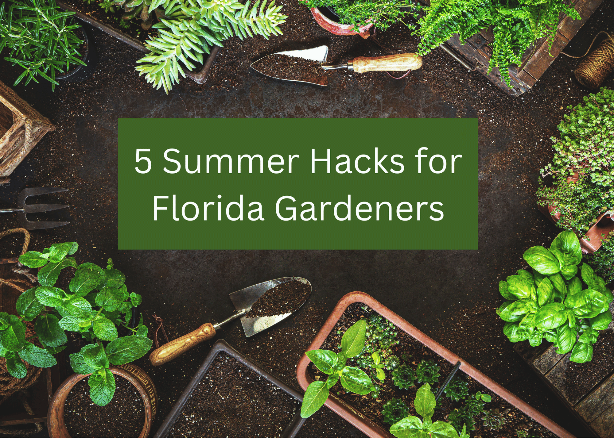 5 tips for summer gardening in Florida