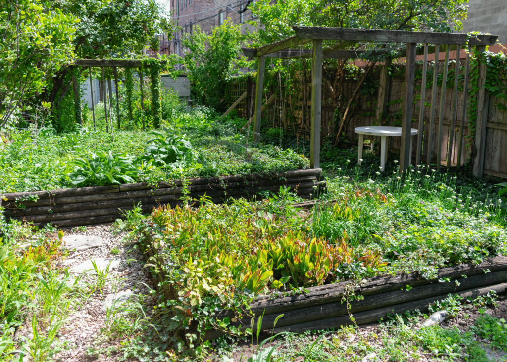 a garden in need of tending...overgrown