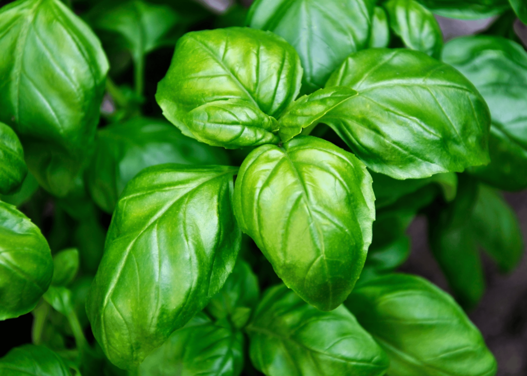 picture of basil plant showing leaves 