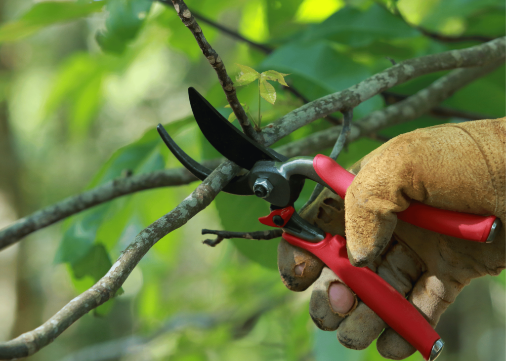 pruning a plant