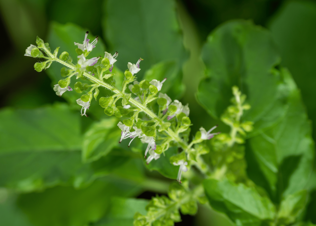 basil flower