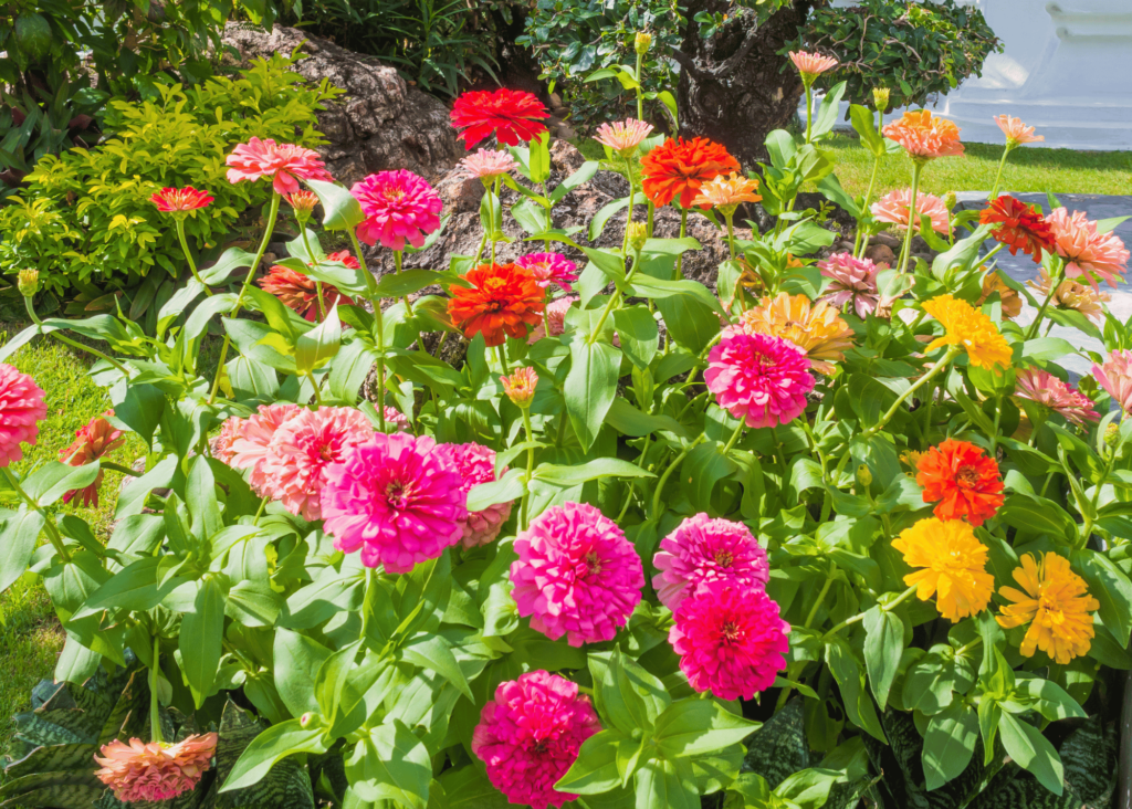 zinnias in an array of colors - yellow, red, salmon, and orange