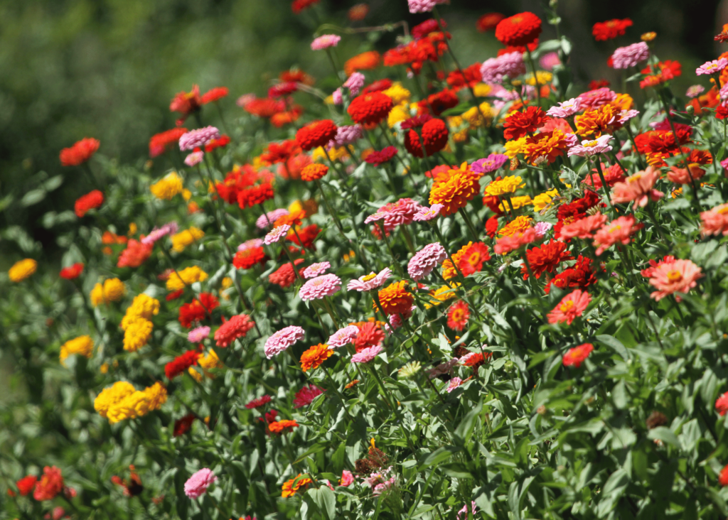 zinnias of all colors together in a garden bed 