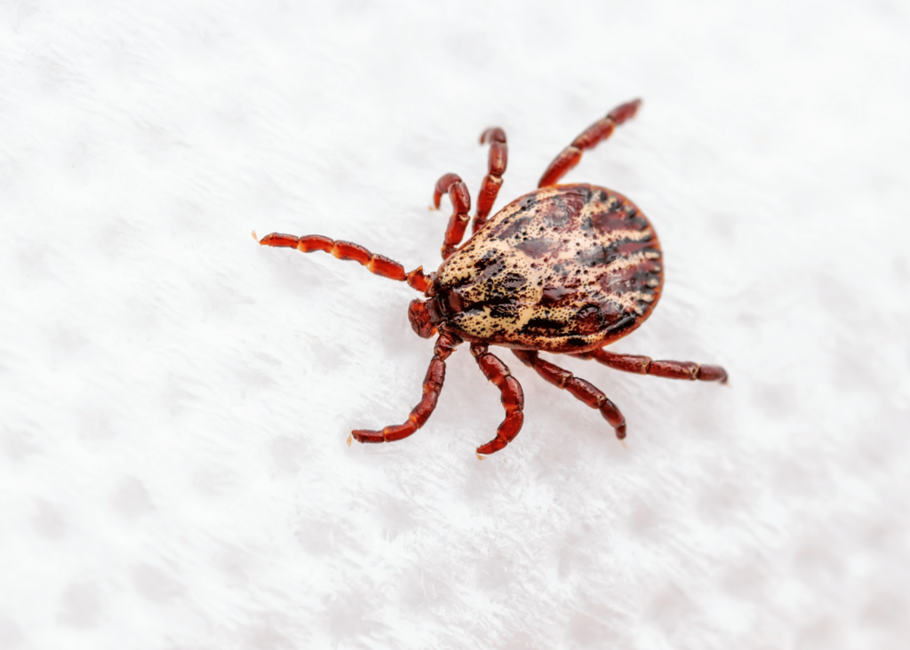 a picture of a tick