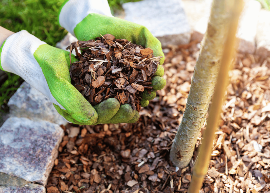 placing mulch around a plant 