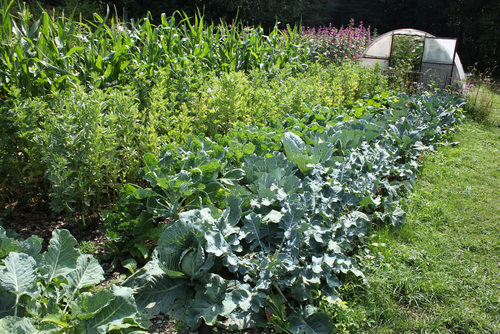 vegetable garden