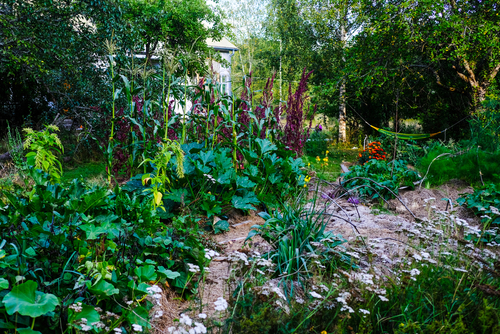 permaculture garden